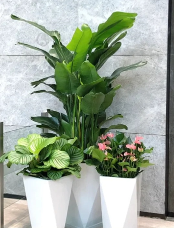 宁波绿植租赁市场-海曙绿植租赁管理-江北花木租赁合同法律效力-宁波景观绿植租摆